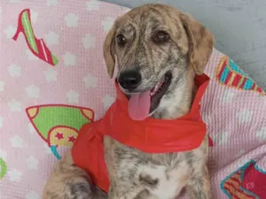 Cachorro raça SRD-ViraLata idade 2 a 6 meses nome Apolo