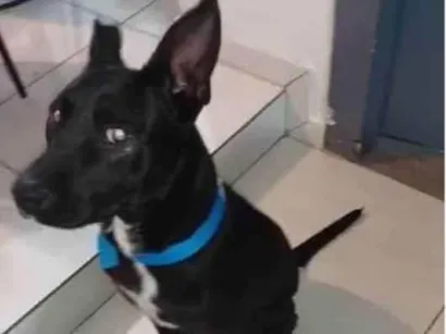 Cachorro raça SRD-ViraLata idade 7 a 11 meses nome Koda