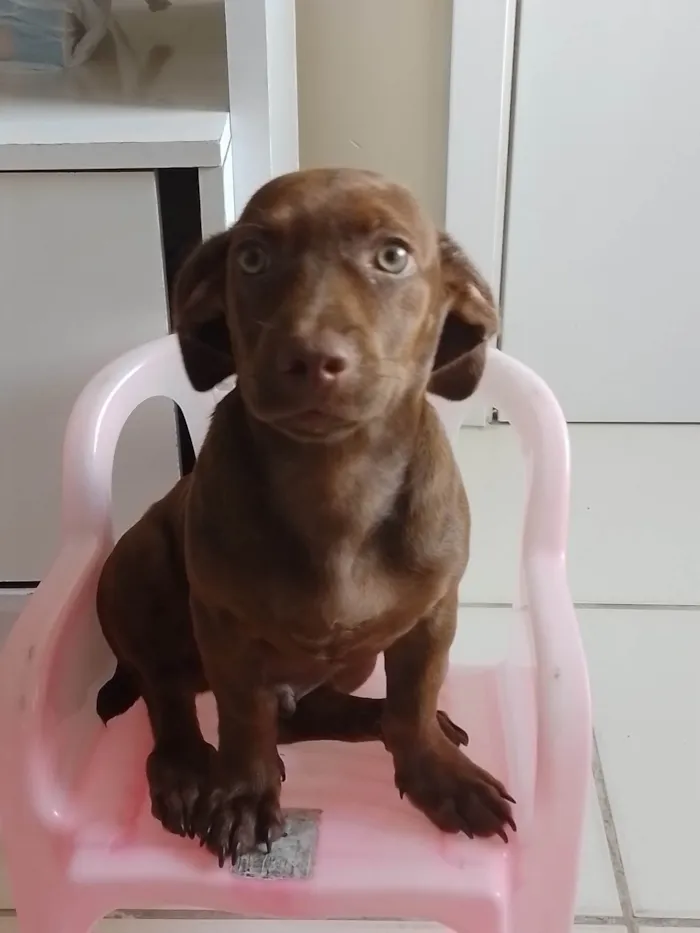 Cachorro ra a SRD-ViraLata idade 1 ano nome Chocolate 