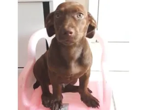 Cachorro raça SRD-ViraLata idade 1 ano nome Chocolate 