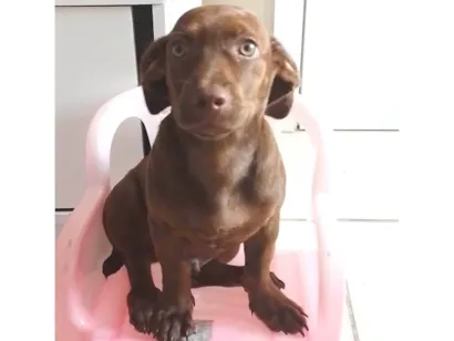 Cachorro raça SRD-ViraLata idade 1 ano nome Chocolate 