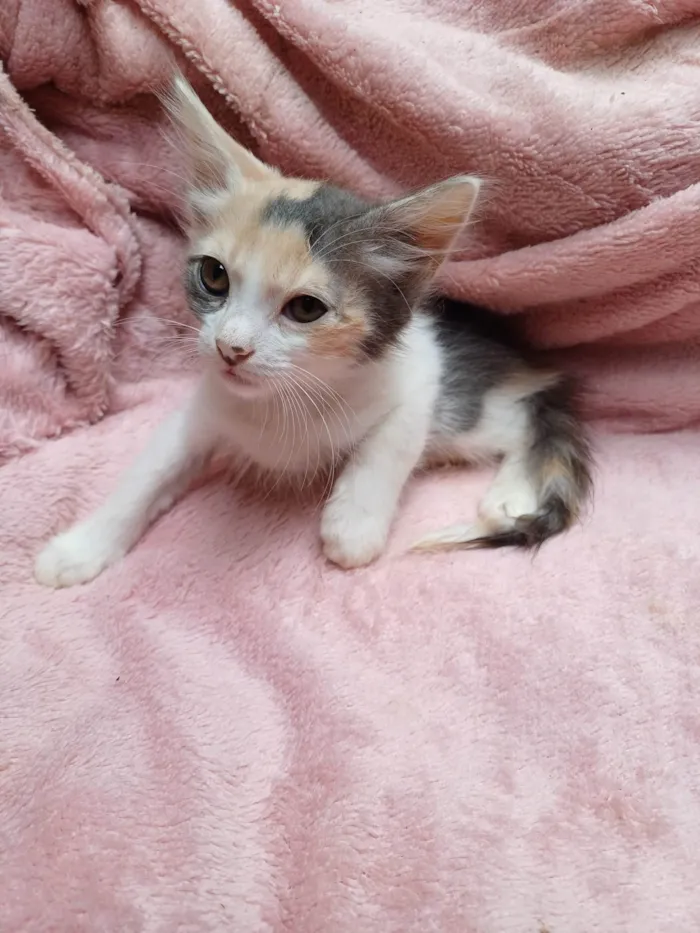 Gato ra a Angorá idade Abaixo de 2 meses nome  Raríssima tricolor adocao