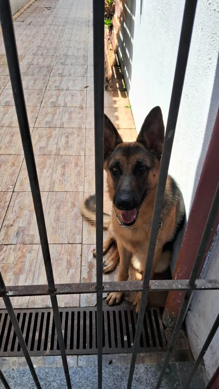 Cachorro ra a Pastor Alemão idade 7 a 11 meses nome Odara