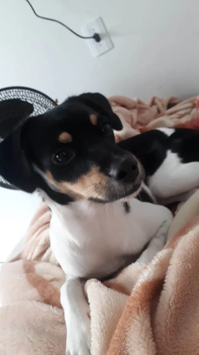 Cachorro ra a SRD-ViraLata idade 2 a 6 meses nome Pandora