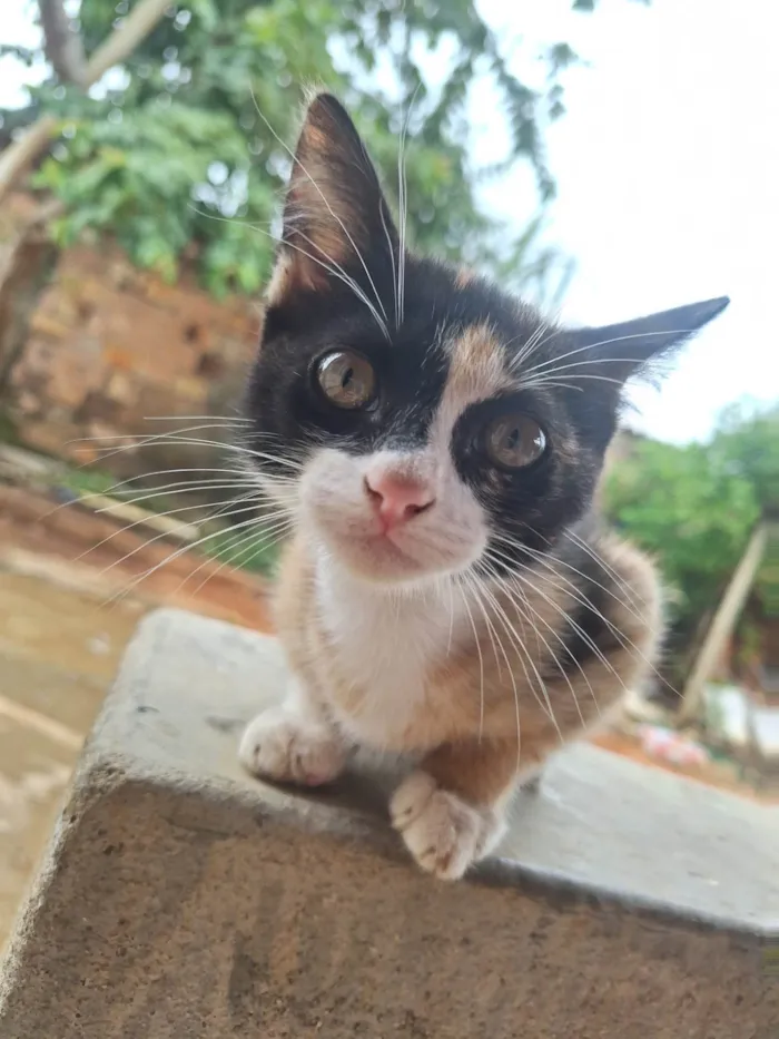 Gato ra a SRD-ViraLata idade Abaixo de 2 meses nome "Unidade Desconhecida"