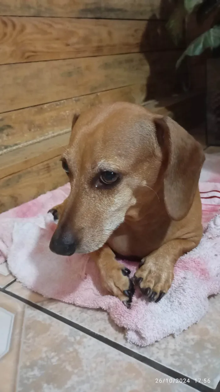 Cachorro ra a Basset-Cofap idade 6 ou mais anos nome Valentina 