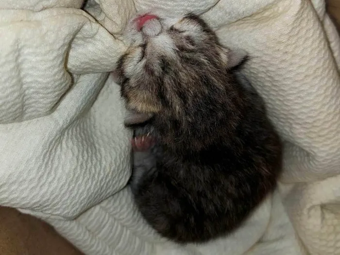 Gato ra a SRD-ViraLata idade Abaixo de 2 meses nome Sem nome