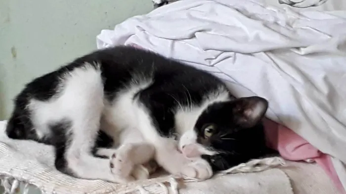 Gato ra a SRD-ViraLata idade 7 a 11 meses nome Rabinho 11meses