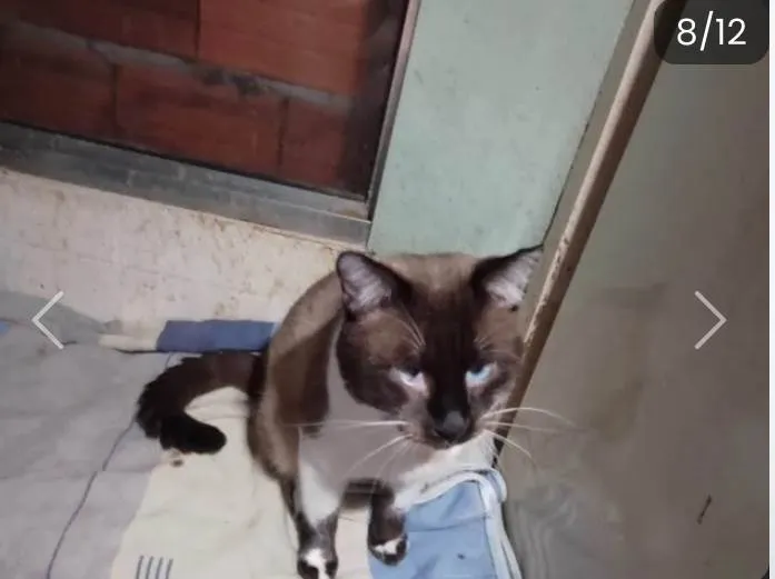 Gato ra a SRD-ViraLata idade 7 a 11 meses nome Bebê 11meses 