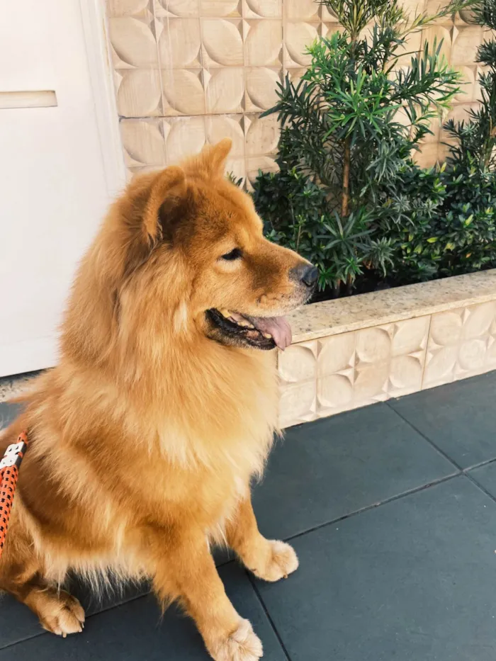 Cachorro ra a Chow Chow idade 5 anos nome Frederico 