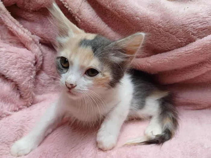 Gato ra a Angorá idade Abaixo de 2 meses nome  Raríssima tricolor adocao