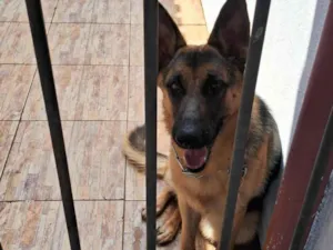 Cachorro raça Pastor Alemão idade 7 a 11 meses nome Odara