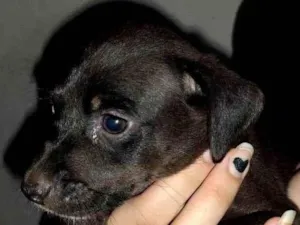 Cachorro raça SRD-ViraLata idade 2 a 6 meses nome KIRA