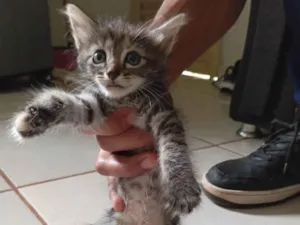 Gato raça SRD-ViraLata idade Abaixo de 2 meses nome Não tem nome