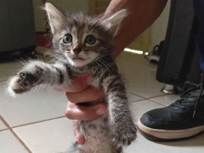 Gato ra a SRD-ViraLata idade Abaixo de 2 meses nome Não tem nome