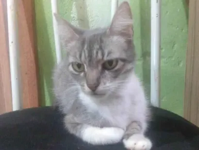 Gato raça SRD-ViraLata idade 2 anos nome Xaninha