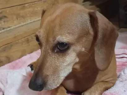 Cachorro raça Basset-Cofap idade 6 ou mais anos nome Valentina 