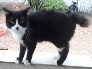 Gato raça SRD-ViraLata idade 1 ano nome Cotoco pelo longo lindo 