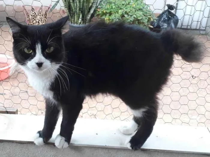 Gato ra a SRD-ViraLata idade 1 ano nome Cotoco pelo longo lindo 