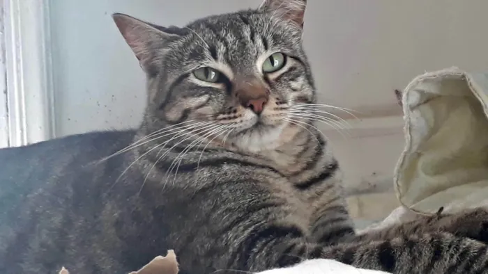 Gato ra a SRD-ViraLata idade 2 anos nome Giorgio