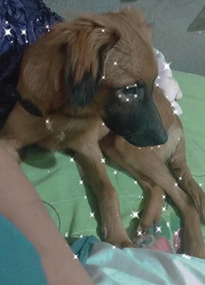 Cachorro ra a SRD-ViraLata idade 3 anos nome Aurora