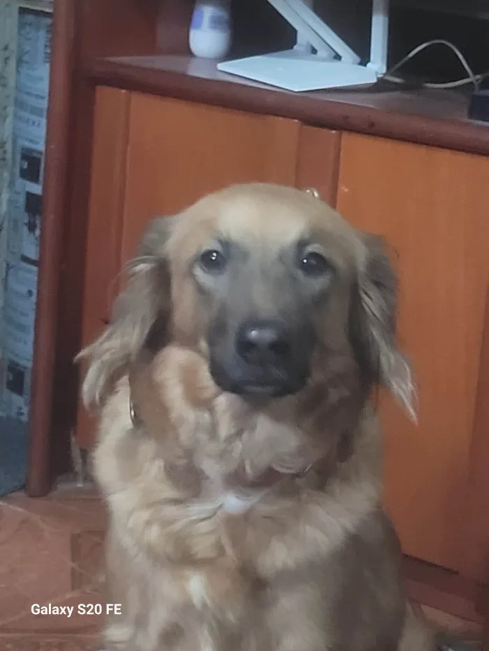 Cachorro ra a SRD-ViraLata idade 3 anos nome Aurora