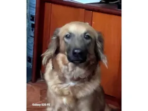 Cachorro raça SRD-ViraLata idade 3 anos nome Aurora