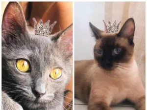 Gato raça SRD-ViraLata idade 7 a 11 meses nome Afonso e Ravena bbs 8meses