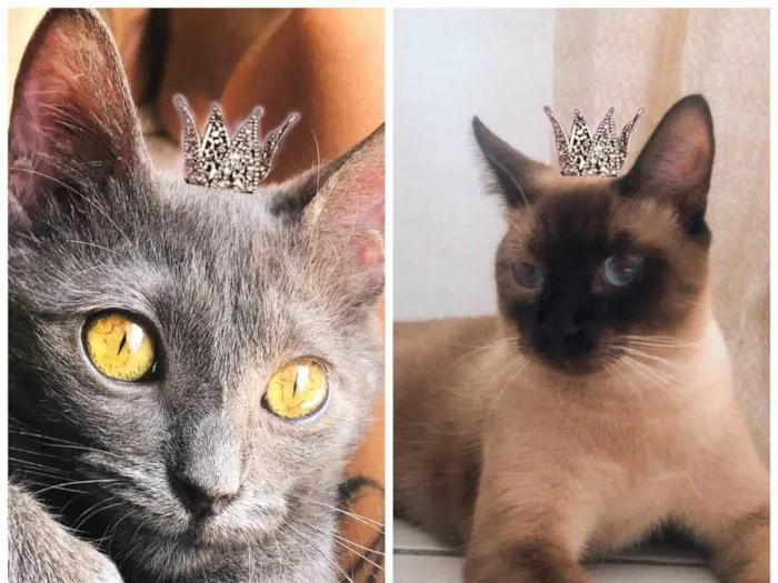 Gato ra a SRD-ViraLata idade 7 a 11 meses nome Afonso e Ravena bbs 8meses