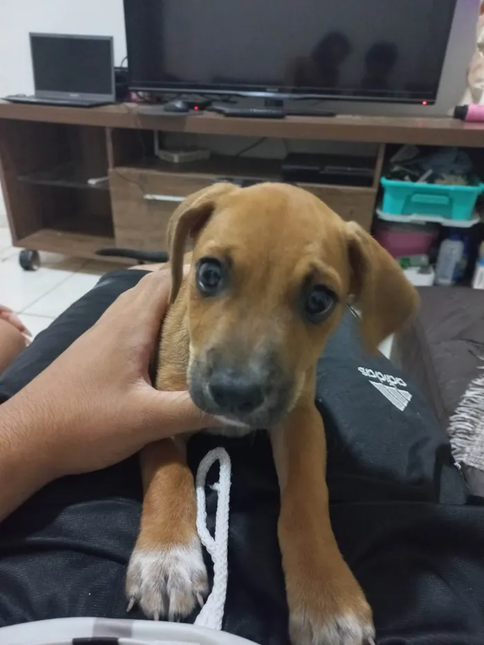 Cachorro ra a SRD-ViraLata idade 2 a 6 meses nome Sem nome 