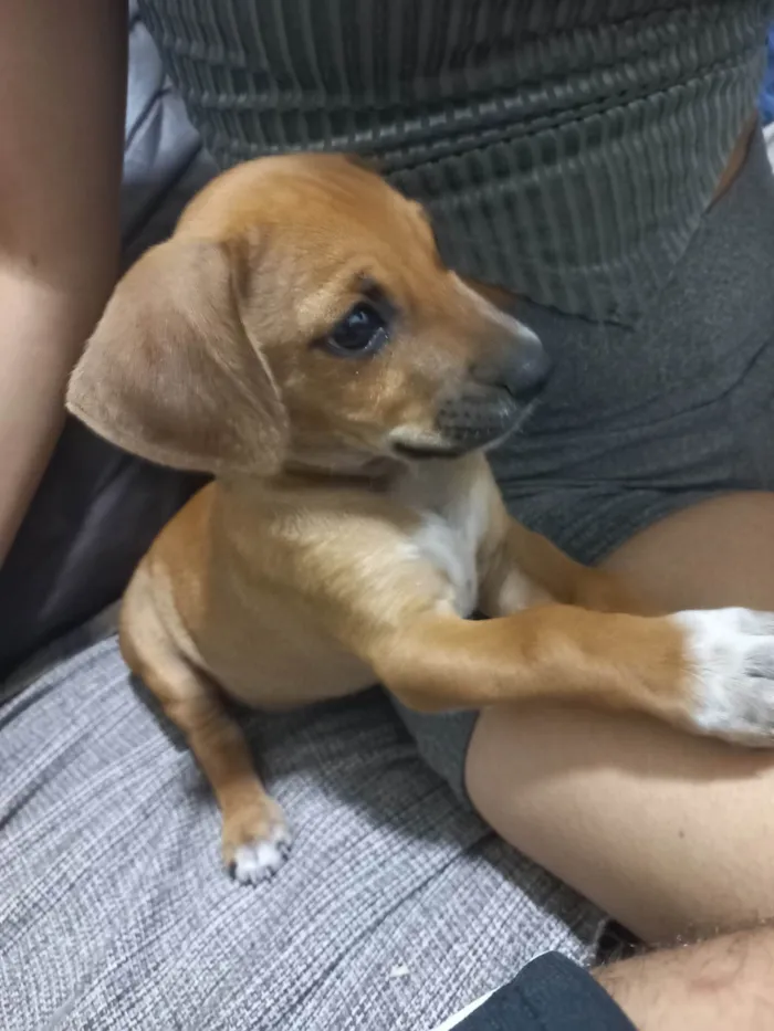 Cachorro ra a SRD-ViraLata idade 2 a 6 meses nome Sem nome 