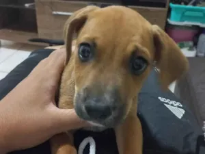 Cachorro raça SRD-ViraLata idade 2 a 6 meses nome Sem nome 