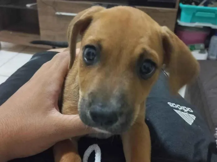 Cachorro ra a SRD-ViraLata idade 2 a 6 meses nome Sem nome 