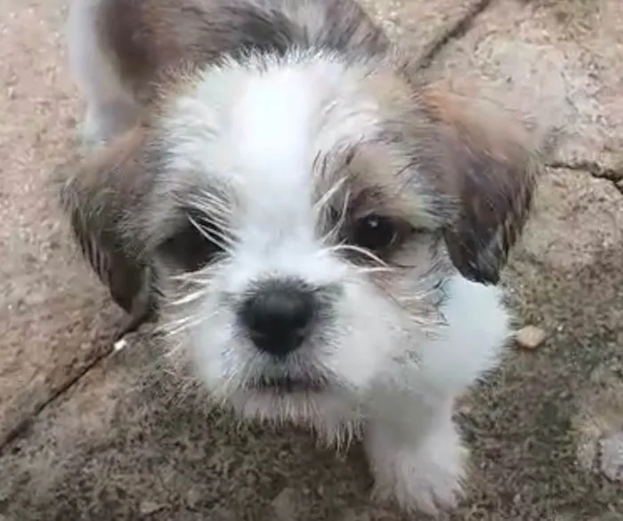 Cachorro ra a Shitzu idade 2 a 6 meses nome Bento 