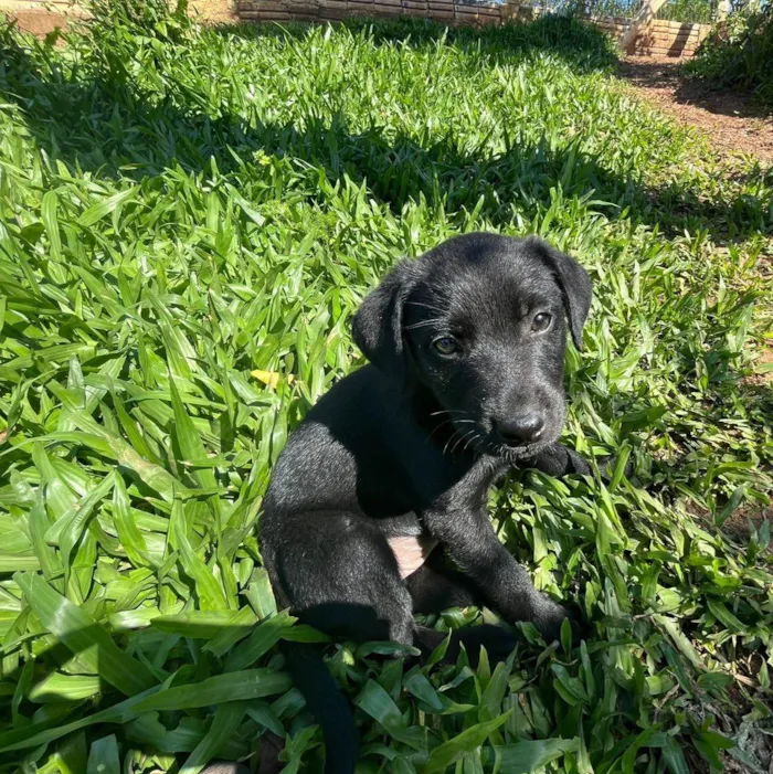 Cachorro ra a SRD-ViraLata idade 2 a 6 meses nome Não tem nome 