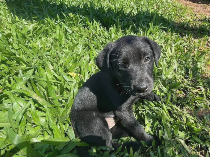 Cachorro ra a SRD-ViraLata idade 2 a 6 meses nome Não tem nome 