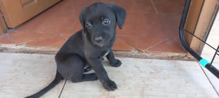 Cachorro ra a SRD-ViraLata idade 2 a 6 meses nome Não possui nome 