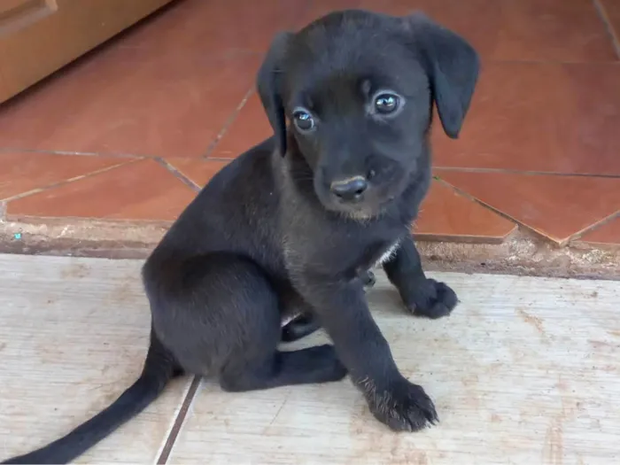 Cachorro ra a SRD-ViraLata idade 2 a 6 meses nome Não possui nome 