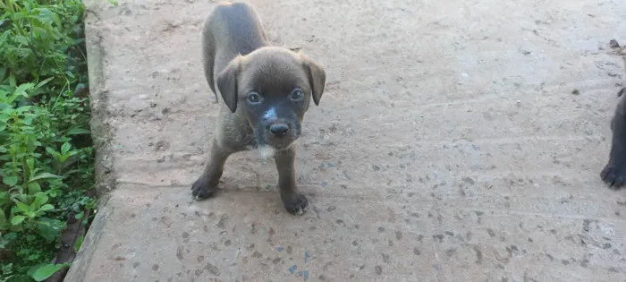 Cachorro ra a SRD-ViraLata idade 2 a 6 meses nome Sem nome 