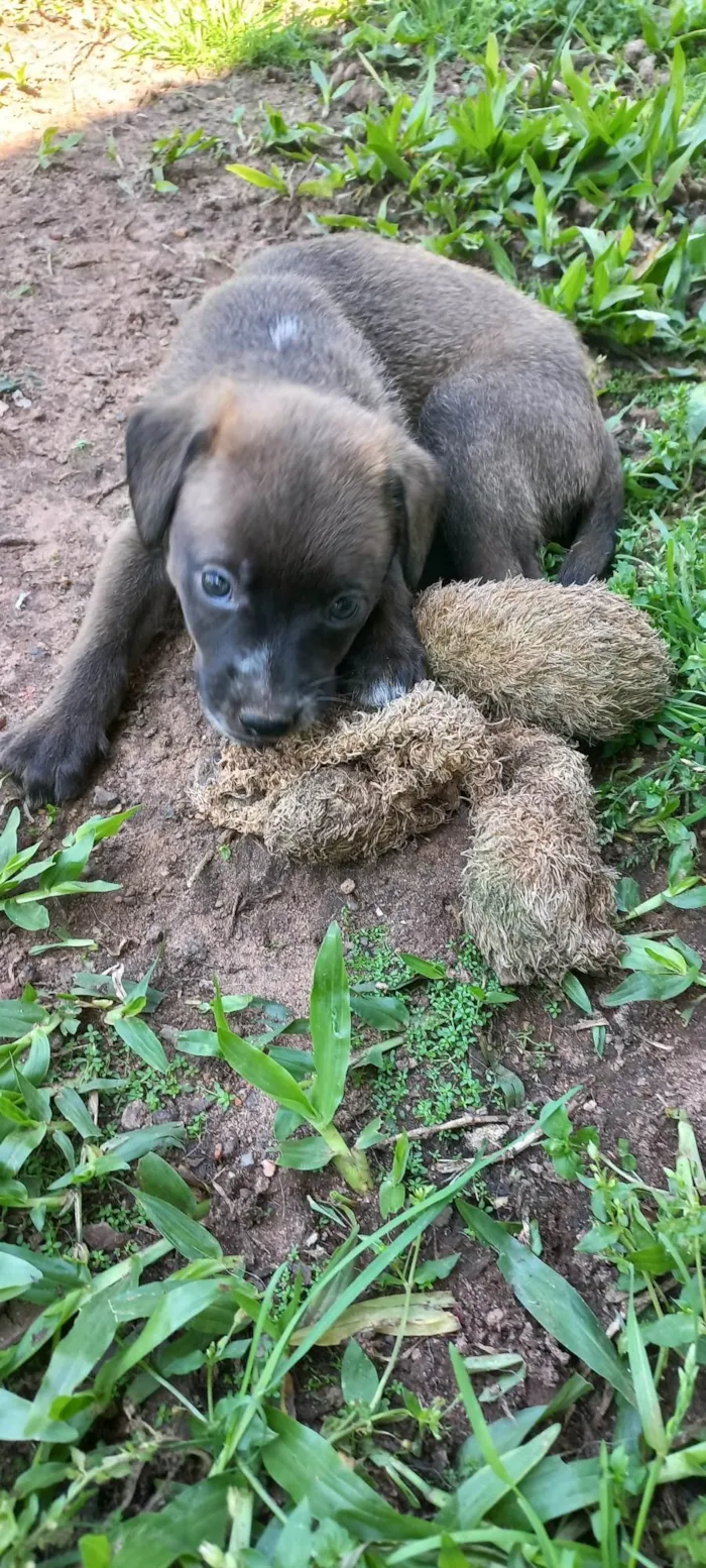 Cachorro ra a SRD-ViraLata idade 2 a 6 meses nome Sem nome 