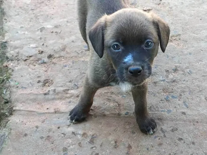 Cachorro ra a SRD-ViraLata idade 2 a 6 meses nome Sem nome 