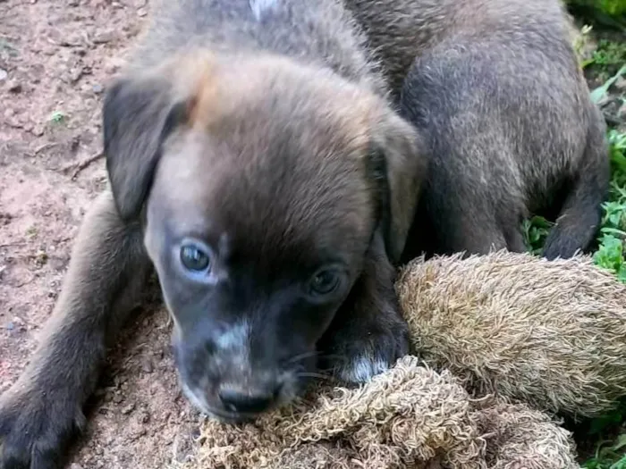 Cachorro ra a SRD-ViraLata idade 2 a 6 meses nome Sem nome 