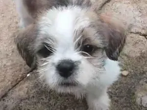 Cachorro raça Shitzu idade 2 a 6 meses nome Bento 