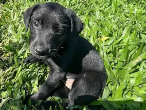 Cachorro raça SRD-ViraLata idade 2 a 6 meses nome Não tem nome 