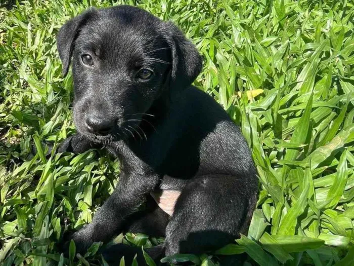 Cachorro ra a SRD-ViraLata idade 2 a 6 meses nome Não tem nome 