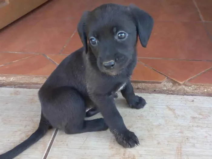 Cachorro ra a SRD-ViraLata idade 2 a 6 meses nome Não possui nome 