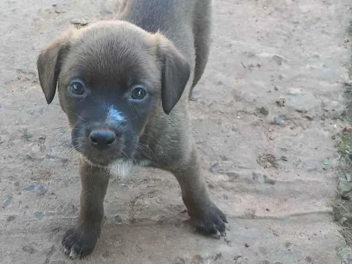 Cachorro ra a SRD-ViraLata idade 2 a 6 meses nome Sem nome 