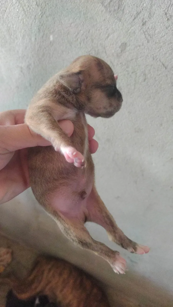 Cachorro ra a SRD-ViraLata idade Abaixo de 2 meses nome sem