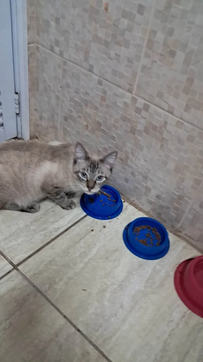 Gato ra a SRD-ViraLata idade 7 a 11 meses nome Cookie