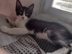 Gato raça SRD-ViraLata idade Abaixo de 2 meses nome Keyti